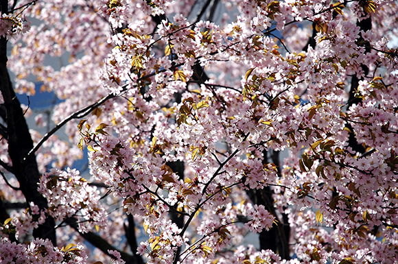憧れの暖かいお家